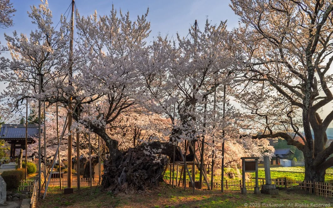 Majestic Yamataka Jindai Zakura – Centuries-Old Cherry Tree in